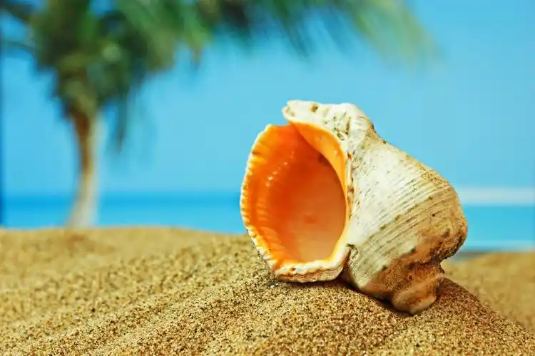 在热带海岸的沙滩上的贝壳