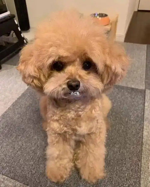 8岁泰迪的小小长寿心得