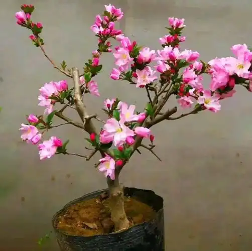 北美海棠盆栽海棠花基地直销包邮