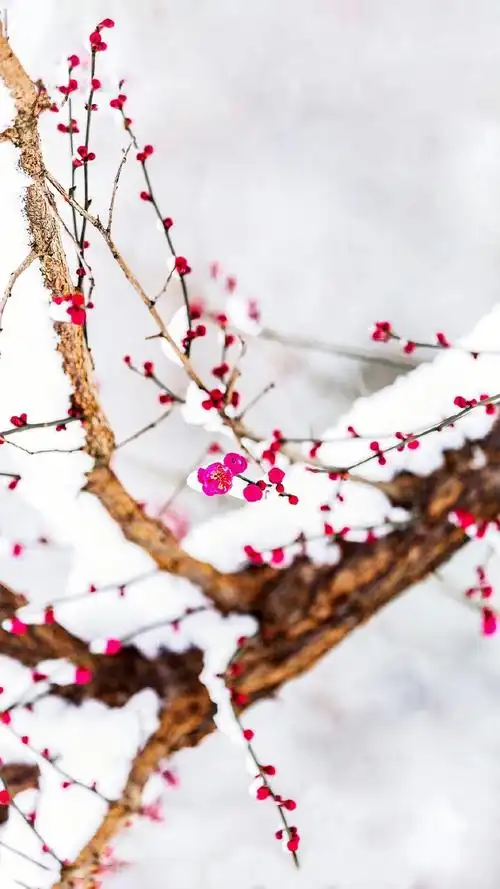 丰厚梅花图片(小寒初日长) - 赤虎壹号