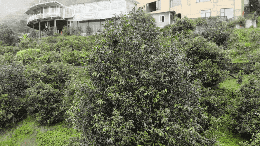 冰岛老寨茶王树