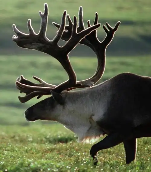 1/1北美驯鹿