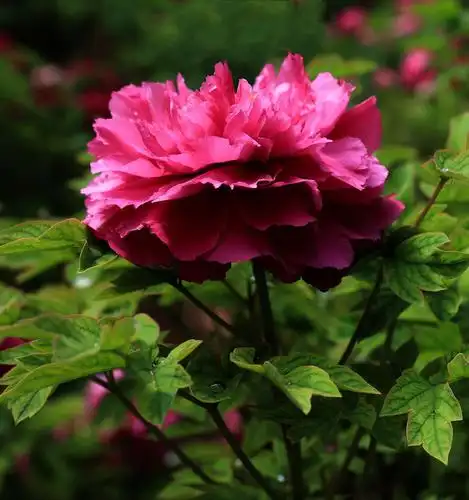 日出"东方红" 洛阳牡丹艳