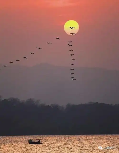 沧海一粟等14人竹林雅趣同题微诗鸿雁飞飞心香文艺