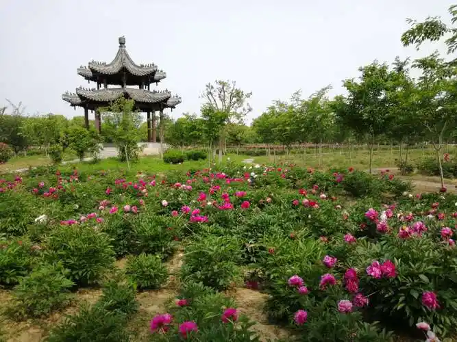 扬州枣林湾芍药园