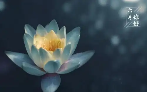 六月你好小清新养眼的荷花,高清壁纸图片,非主流-回车桌面