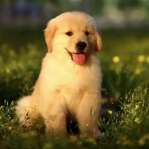 纯 种家养金毛犬幼犬出售导盲犬金毛小狗价格大骨架居家伴侣犬