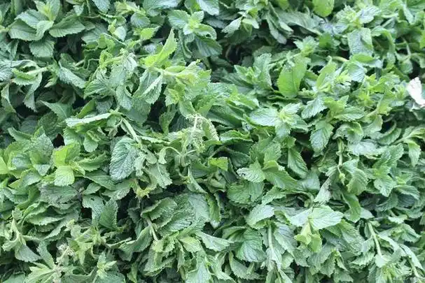 常见中药材——香茶菜