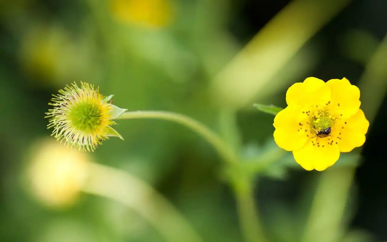 小清新花卉微距摄影图片电脑壁纸
