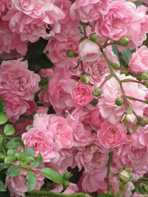 生如夏花,绽放绚烂,那些开在夏天里的花儿——蔷薇花