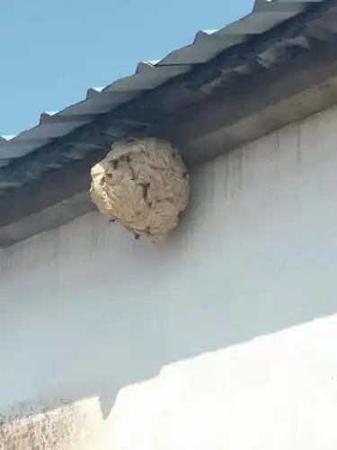 居民家惊现特大马蜂窝 民警果断出手清除隐患