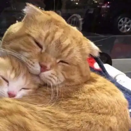 沙雕情头搞笑,数量多动物人物都有-搞笑头像