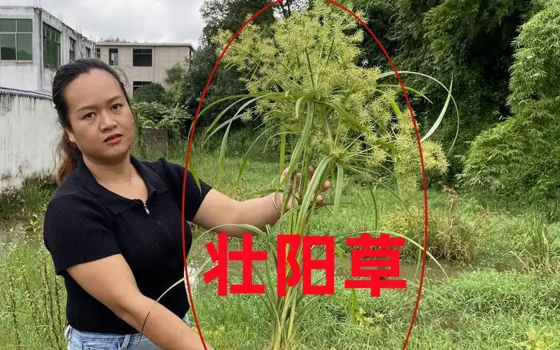 农村路边常见的植物,退休医生称"壮阳草",很多外地人都没见过