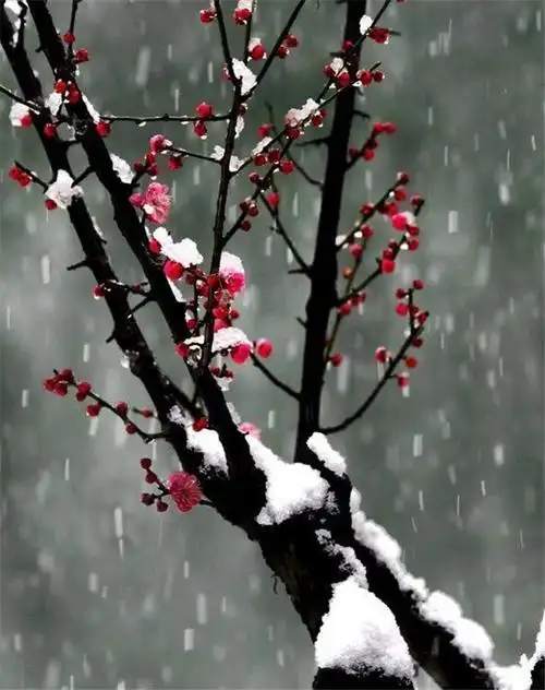 一剪寒梅傲立雪