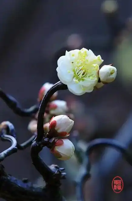 龙游梅,是梅花品种中的极品,极具观赏价值. 龙游梅,树冠树枝 - 抖音