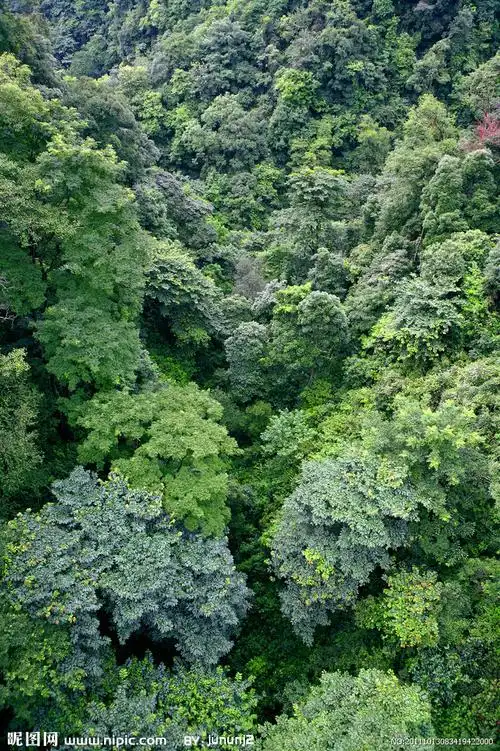 原始森林摄影图__自然风景_自然景观_摄影图库_昵图网nipic.com