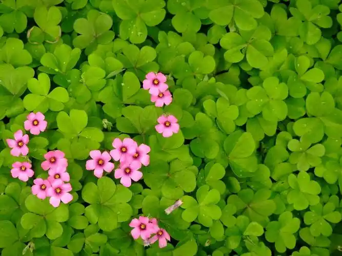 四叶草与花朵 br />