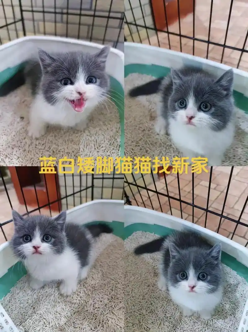 矮脚蓝白猫猫找新家