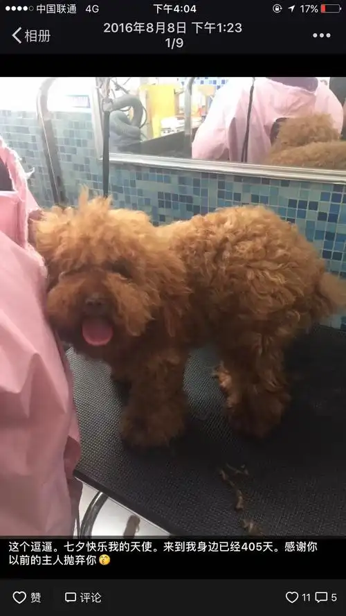 阿掌告诉你,怀孕与养狗其实并不冲突|其实|弓形虫|狗狗_新浪新闻