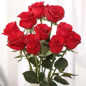 尊卉玫瑰鲜花云南直发昆明斗南基地批发家用水养38节花束速递同城