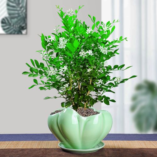 九里香盆栽盆景老桩浓香四季植物七里香树苗室内好养花卉驱蚊绿植