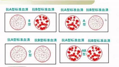 2.abo血型鉴定实验视频_标清