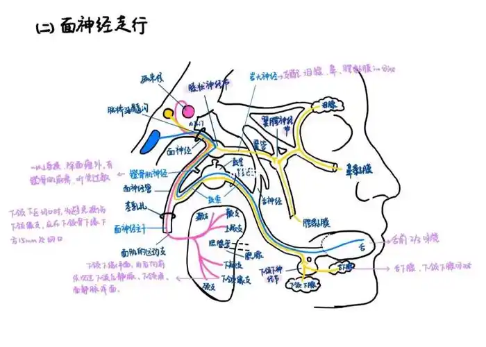 99昨天复习了舌骨上肌群和面神经的走行分布～图一上的图不是画的噢