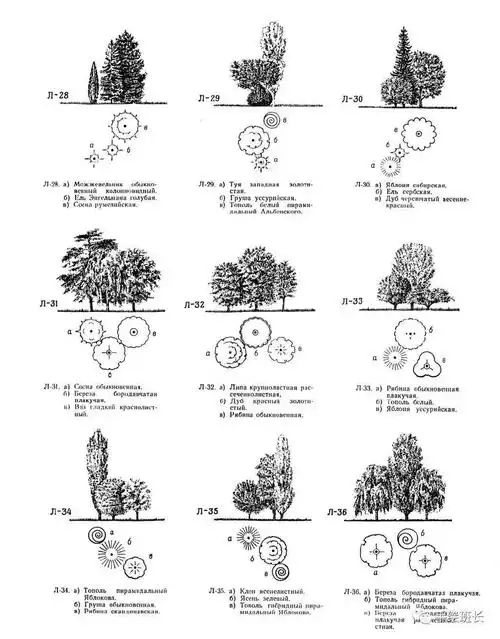 景观设计|手绘园林植物组合搭配