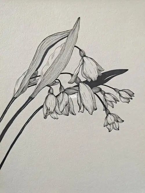 黑白线条画临摹