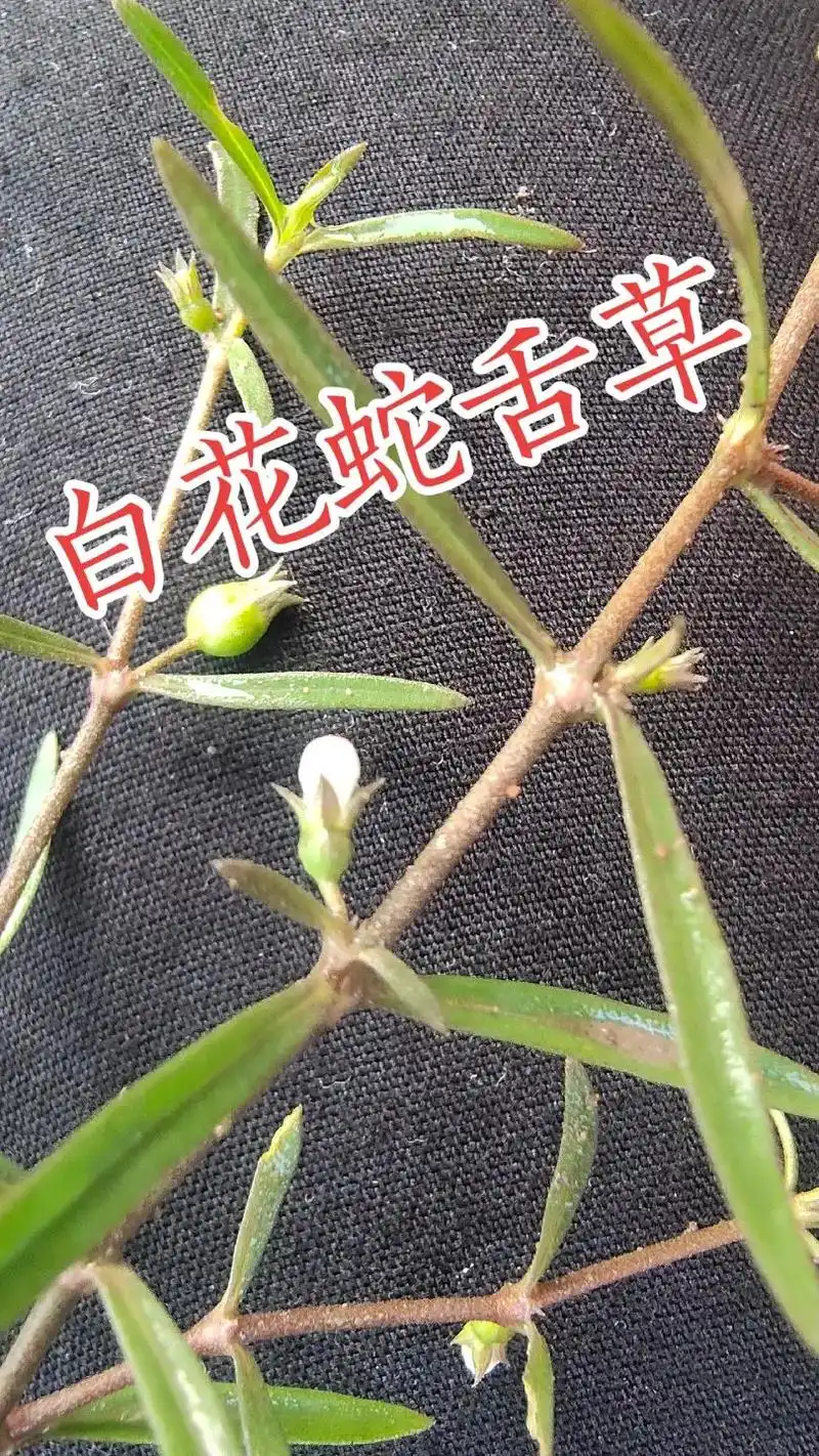 乌溪江《常用草药》84.👉白花蛇舌草👈【出处】《广西中 - 抖音
