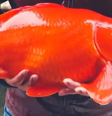 江西省婺源县特产荷包红鲤鱼又名元宝鲤1至8斤常年供货