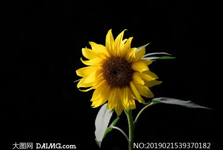 在黑暗场景中的向日葵特写高清图片_大图网图片素材