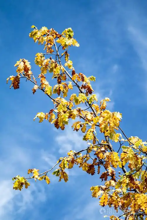 黄叶树对天空的看法秋天照片-正版商用图片14dh75-摄图新视界