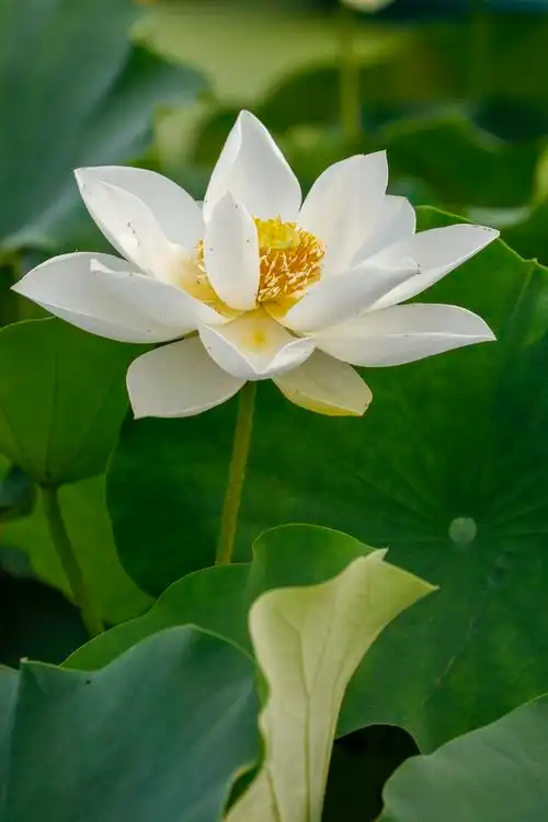 冰清玉洁白荷花【vv首发】