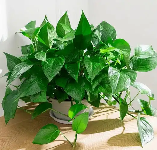 养绿萝,记"3点",生长快,新枝多叶子绿,爬满"一面墙"