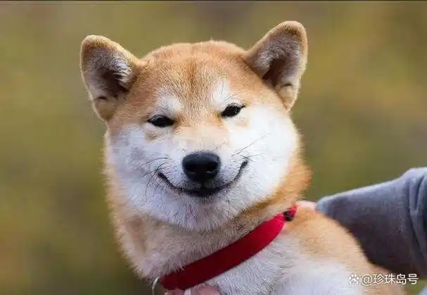 我们知道,狗子的感情很丰富,它们也会喜怒哀乐,它们能够用表情,表达出