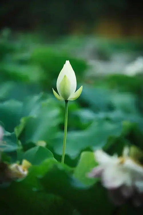 七宝池中菡萏馨一一东林千年莲香醉人