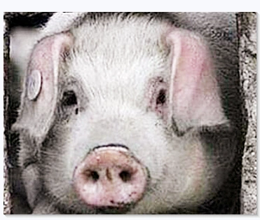 汶川地震被埋36天,被挖出来仍活着的"猪坚强",后来怎样了?