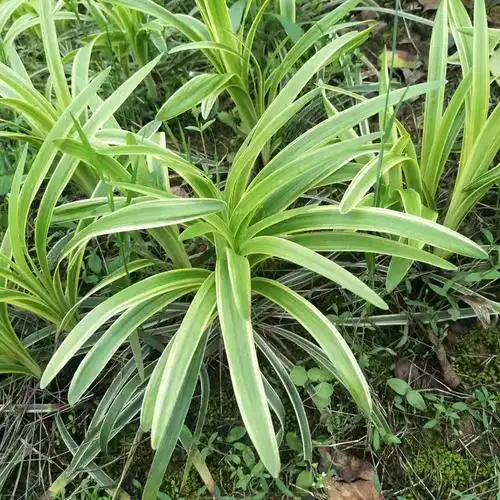金边草价格批发银边草基地直供多年草本植物