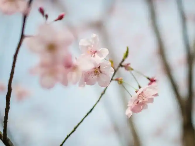 春季唯美樱花摄影高清壁纸