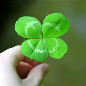 唯美清新的四叶草图片头像