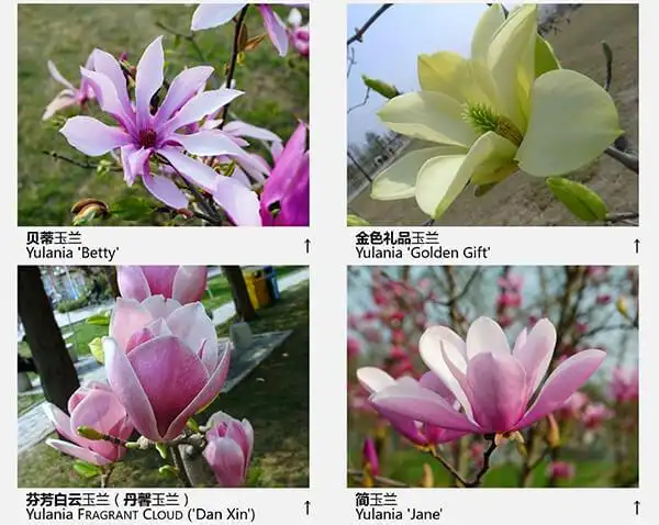 玉兰花品种(43种图示)