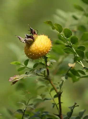 带刺的小黄果