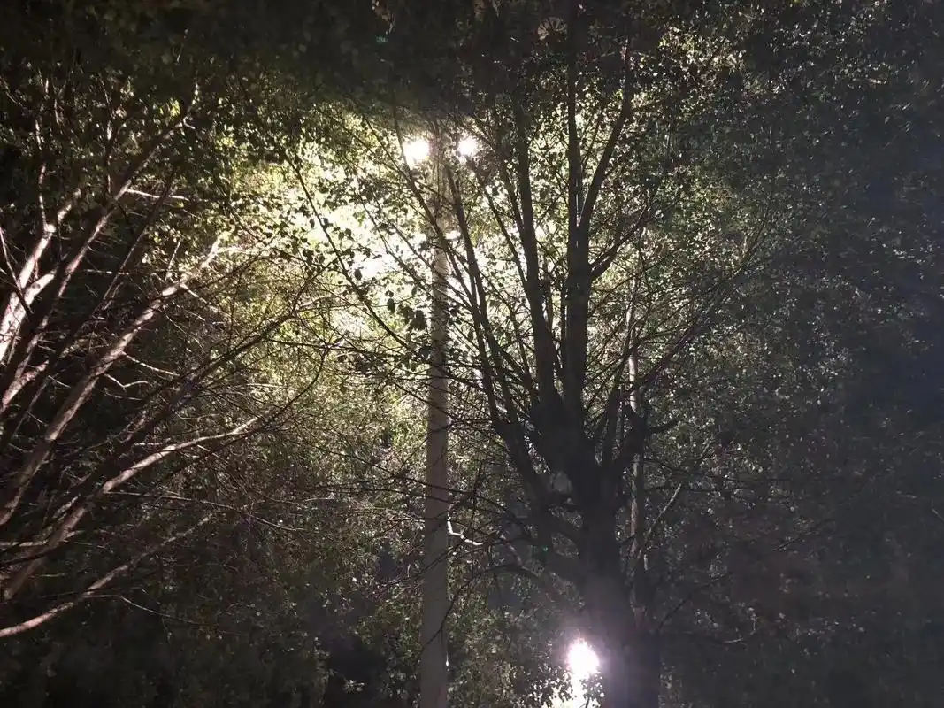 路灯下 #背影  夜晚需要一个人享受 - 抖音