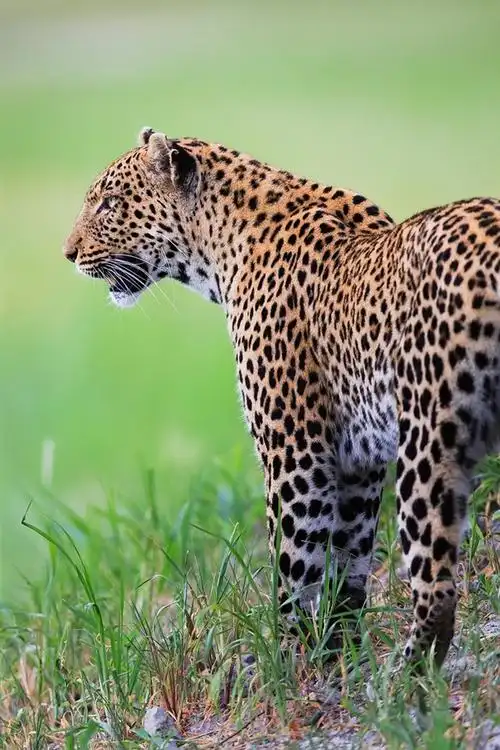 壁纸 豹,野生猫科动物,草,绿色的背景 1920x1200 hd 高清壁纸, 图片