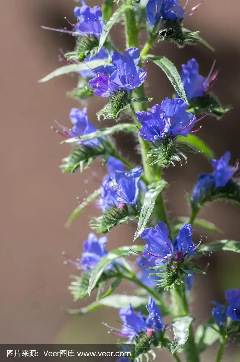 紫堇属野生开花植物,一群蓝色的花在高高的花茎上盛开