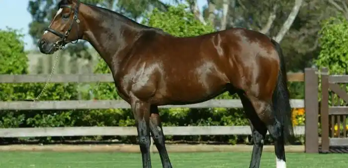 马几把有多大图片马几把叫什么