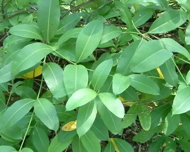 吹风藤-中草药-中医馆【独尊健康中医大数据系统】