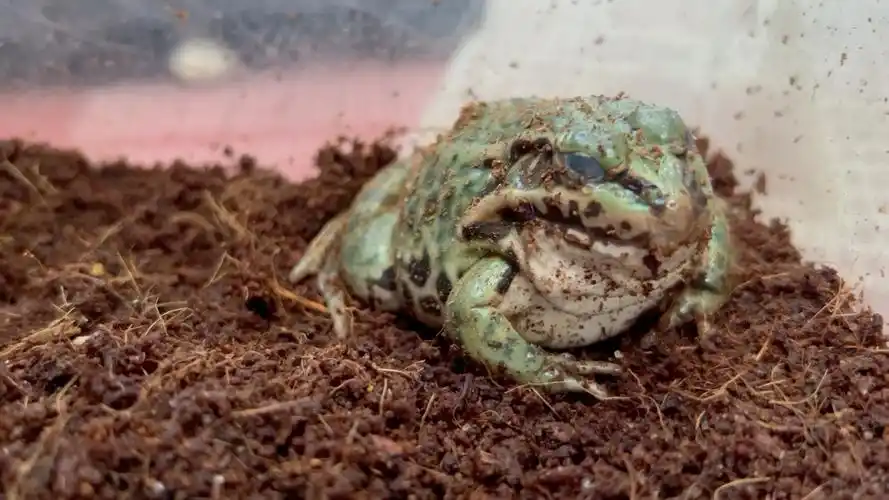 冬眠的青蛙是怎样的?