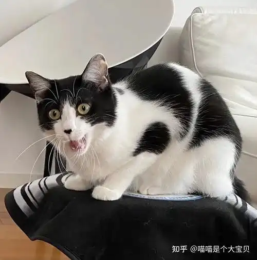 猫中的一种,它们繁殖能力比较强,数量上比较多,因此价格上也比较便宜